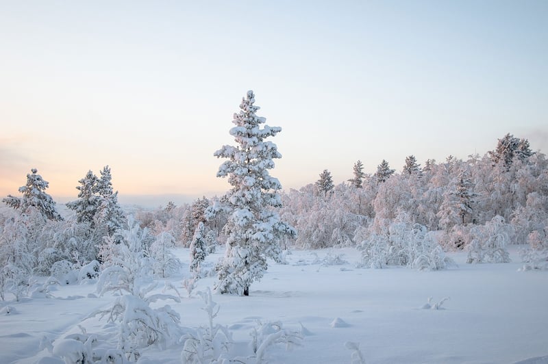 Winter Wonderland Wedding