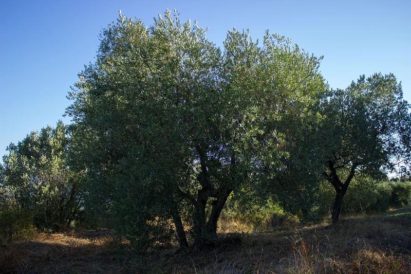 Tuscan Olive Grove