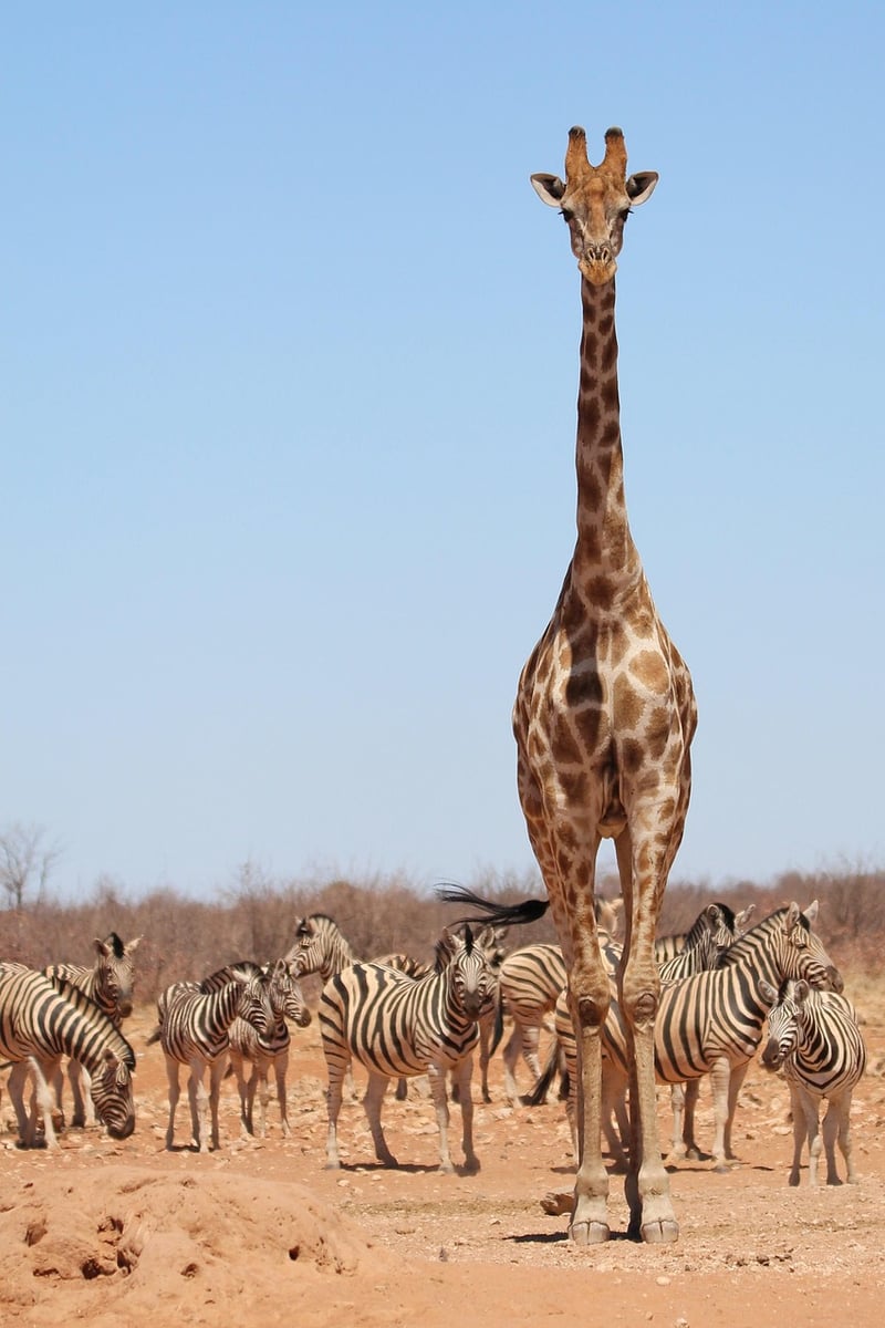 Safari Zebra